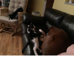 The cool cats and the cool dogs