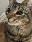 Kittybloxs