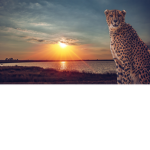 Cheetah Resort