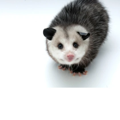 opossum looking up at a camera productions Roblox group icon