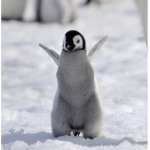 Cute Penguin Team!