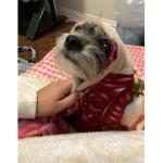 Molly the dog