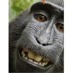 Andy loves monkeys