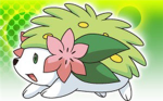 the shaymin warriors