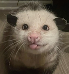 - OPOSSUMZ RULE!!!! -