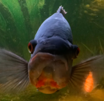 certified fishes