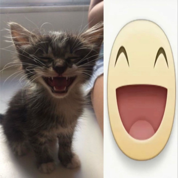 ≽^•⩊•^≼