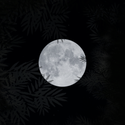 forest at night