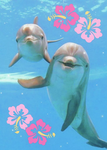 Maggie’s Dolphins