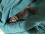 Cats meow meow meow