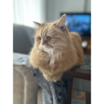 Cinimons little paw