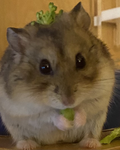 Hamster obsessed