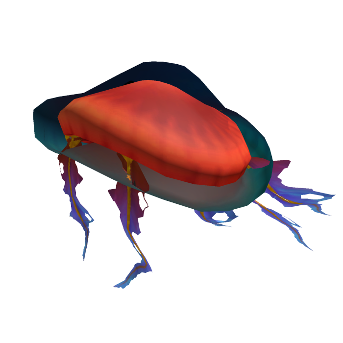 Bell Of Jellyfish