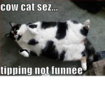 Cat Intelligence Agency