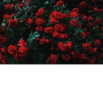 _.MYGROUP._