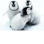 the Mom Penguin Squad Group