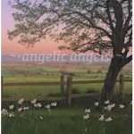 ~• angelic angels •~