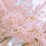 Awsome Blossoms Girls