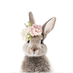 -Bunny cloudz-