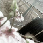 my darling bees