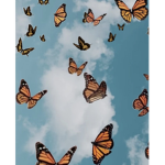 The butterfly’s aesthetics club