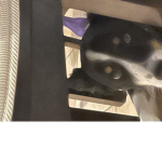 Dogs Are Cool.123