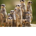 Join if you like Every sing animal