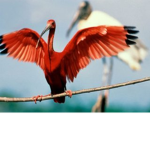 De Rode Ibis