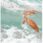 - save the sea turtles -