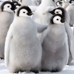 Penguin Buds