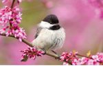 The Chickadee Helpers!