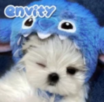 envityy