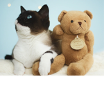 cats and bears are kings!