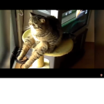 War cat