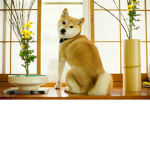 Shiba Program