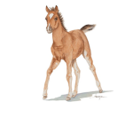 Walk On Horses Stables