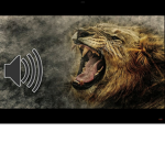 The mr.LionBoy group