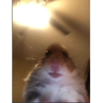 Kingdom of Hampster