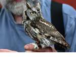 Western Screech Owl Fan Group