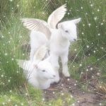 haddie’s angels