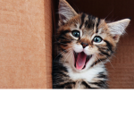 Cat : The Universe
