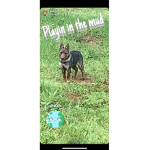 Dogs are the best cats are the worst