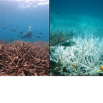 Save The Sea Squad!