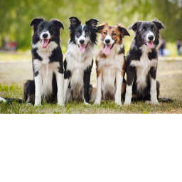 the border collies training place