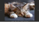 Kittenssss! :D