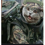 The team cat army