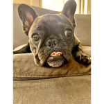 We love frenchies! Pls join
