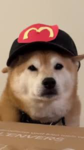 CyberDoge Studio