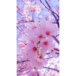 The Blossom Army UoU