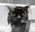 SOGGY CAT DEV TEAM